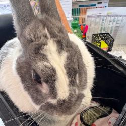 Shelter Stray Female Rabbit last seen , 3607 N Armenia Ave, Tampa, FL 33607, USA