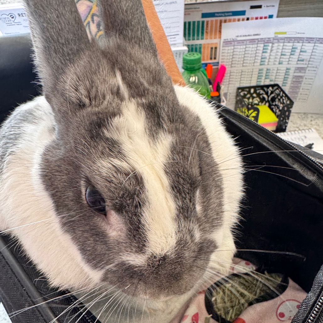 Shelter Stray Female Rabbit last seen , 3607 N Armenia Ave, Tampa, FL 33607, USA