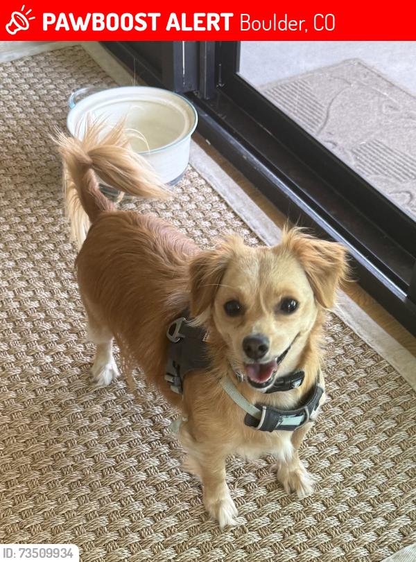 Lost Female Dog last seen Foothills Pkwy and Arapahoe Rd, Boulder, CO 80303