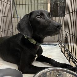 Shelter Stray Female Dog last seen , 1211 Old Graves Mill Rd, Lynchburg, VA 24502, USA