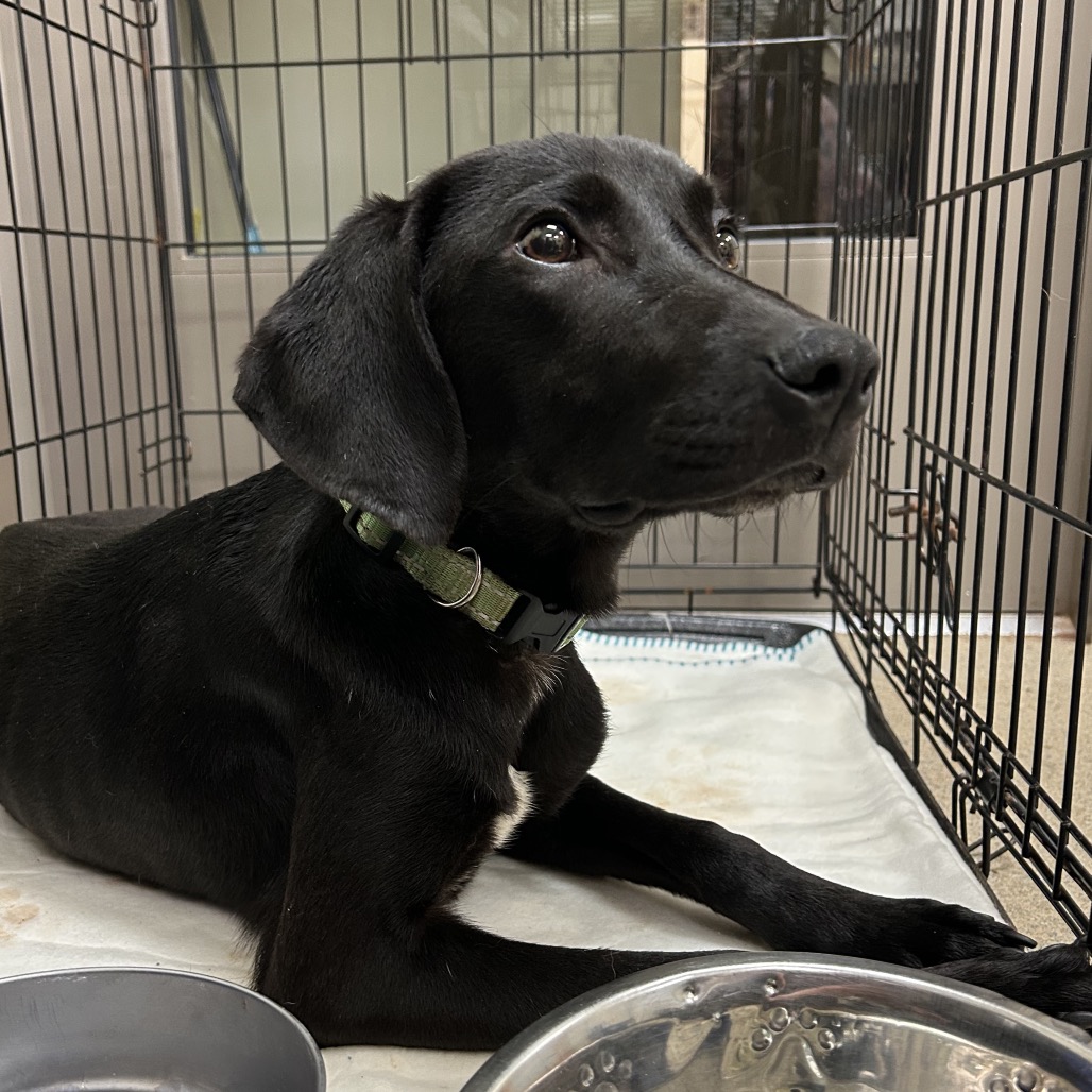 Shelter Stray Female Dog last seen , 1211 Old Graves Mill Rd, Lynchburg, VA 24502, USA