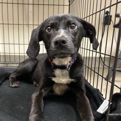 Shelter Stray Female Dog last seen , 1211 Old Graves Mill Rd, Lynchburg, VA 24502, USA
