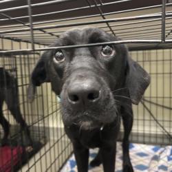 Shelter Stray Male Dog last seen , 1211 Old Graves Mill Rd, Lynchburg, VA 24502, USA