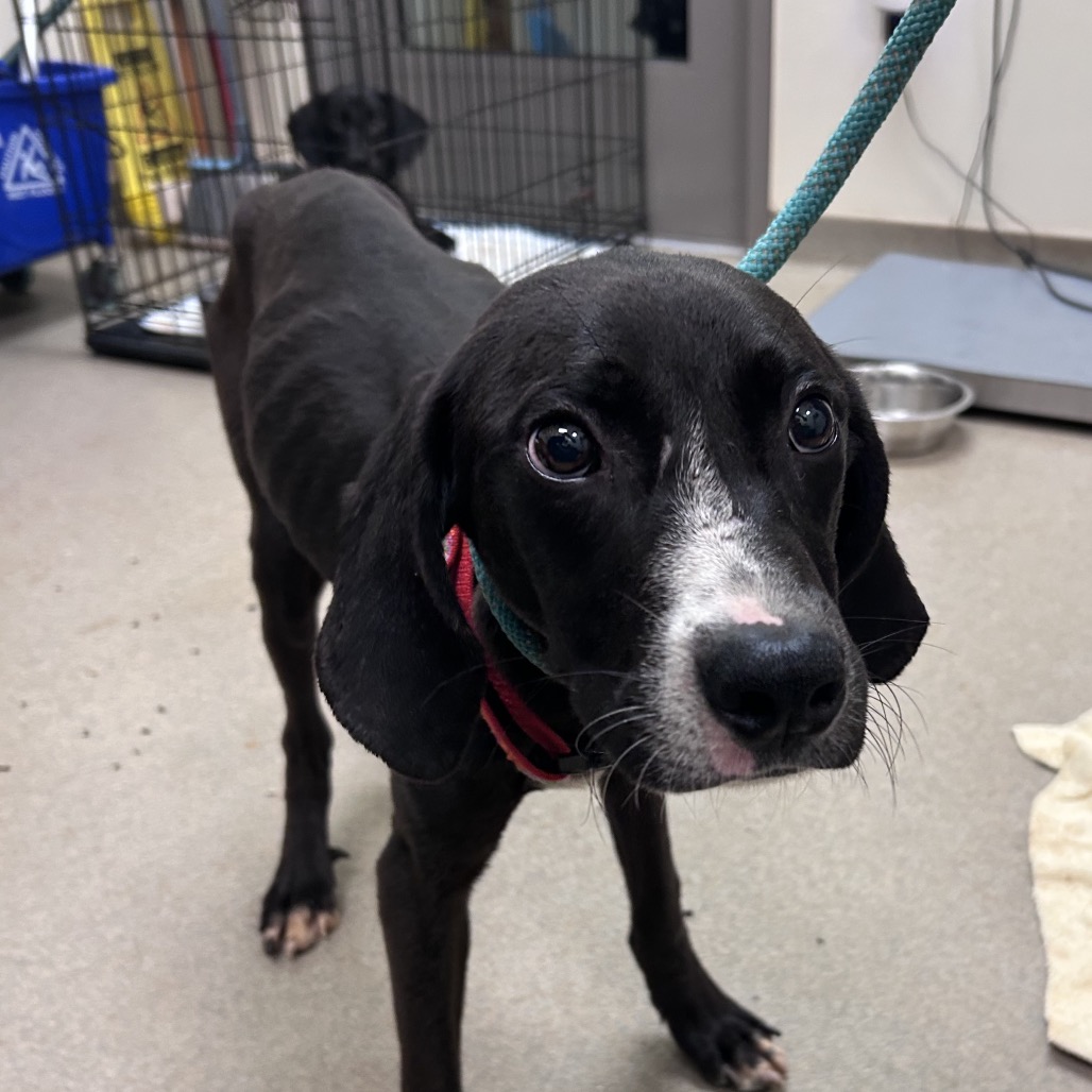 Shelter Stray Male Dog last seen , 1211 Old Graves Mill Rd, Lynchburg, VA 24502, USA