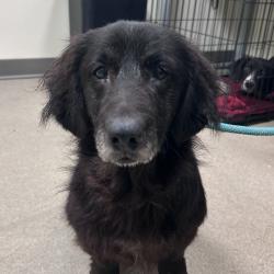 Shelter Stray Male Dog last seen , 1211 Old Graves Mill Rd, Lynchburg, VA 24502, USA