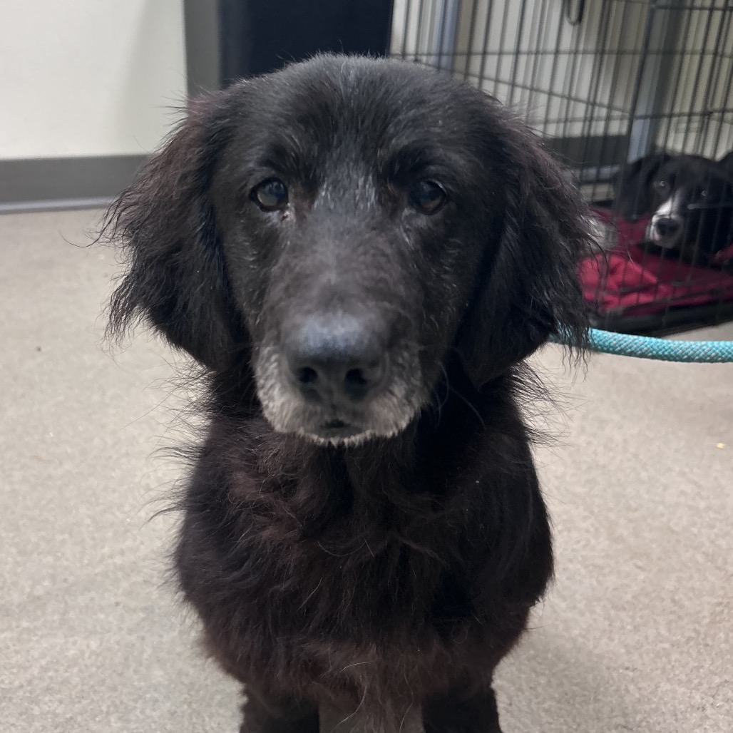 Shelter Stray Male Dog last seen , 1211 Old Graves Mill Rd, Lynchburg, VA 24502, USA