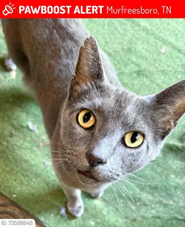 Lost Male Cat last seen Cason Lane Academy, Murfreesboro, TN 37128