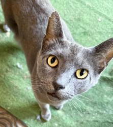 Lost Male Cat last seen Cason Lane Academy, Murfreesboro, TN 37128