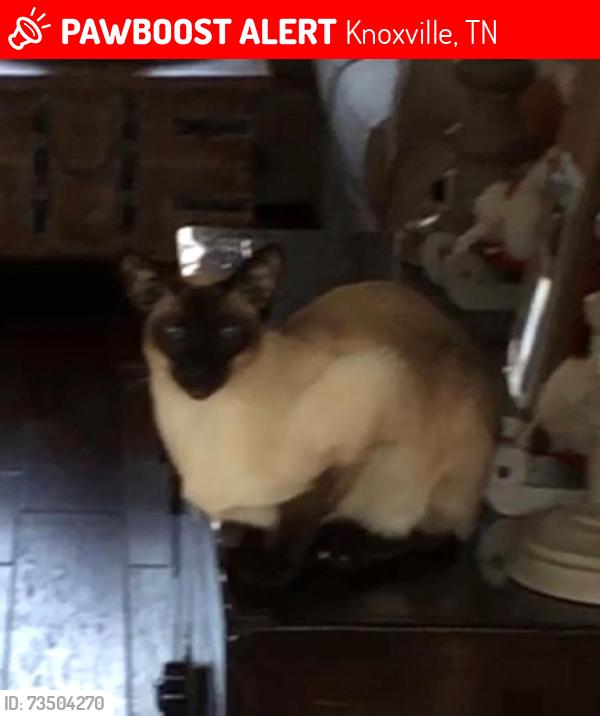 Lost Male Cat last seen Peake Lane / Mourfield Rd. / Westland, Knoxville, TN 37922