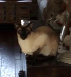 Lost Male Cat last seen Peake Lane / Mourfield Rd. / Westland, Knoxville, TN 37922