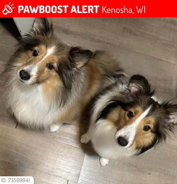 Lost Male Dog last seen 80th Street, Kenosha, WI 53143