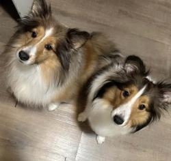 Lost Male Dog last seen 80th Street, Kenosha, WI 53143