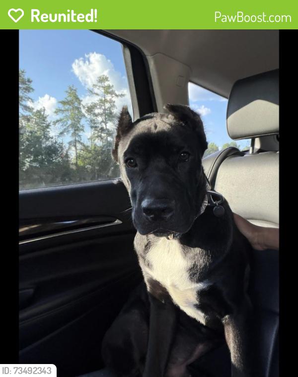 Reunited Male Dog last seen Close to stop sign Church and Scarborough Roads, Stockbridge, GA 30281