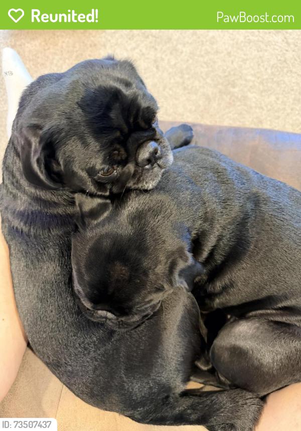 Reunited Female Dog last seen 6th Stand ave D, Springtown, TX 76082