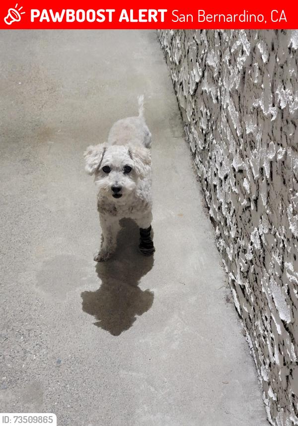 Lost Female Dog last seen Colorado Street, W. Evans Street, North Arizona Ave, San Bernardino, CA 92411