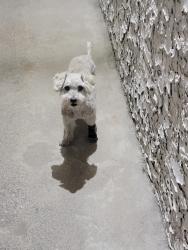 Lost Female Dog last seen Colorado Street, W. Evans Street, North Arizona Ave, San Bernardino, CA 92411