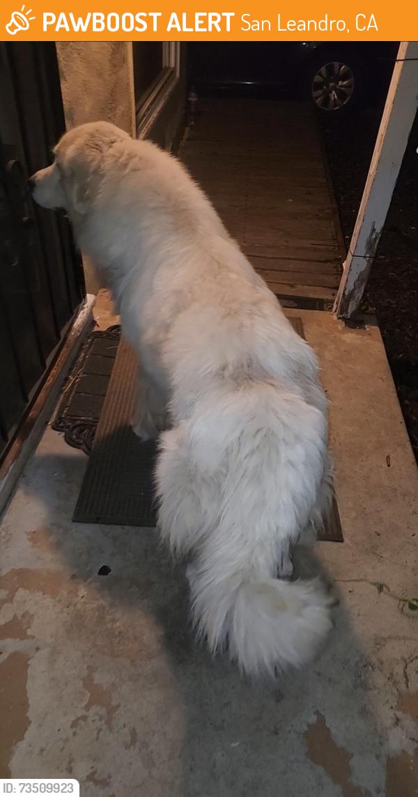 Found/Stray Male Dog last seen Thornally dr, San Leandro, CA 94578