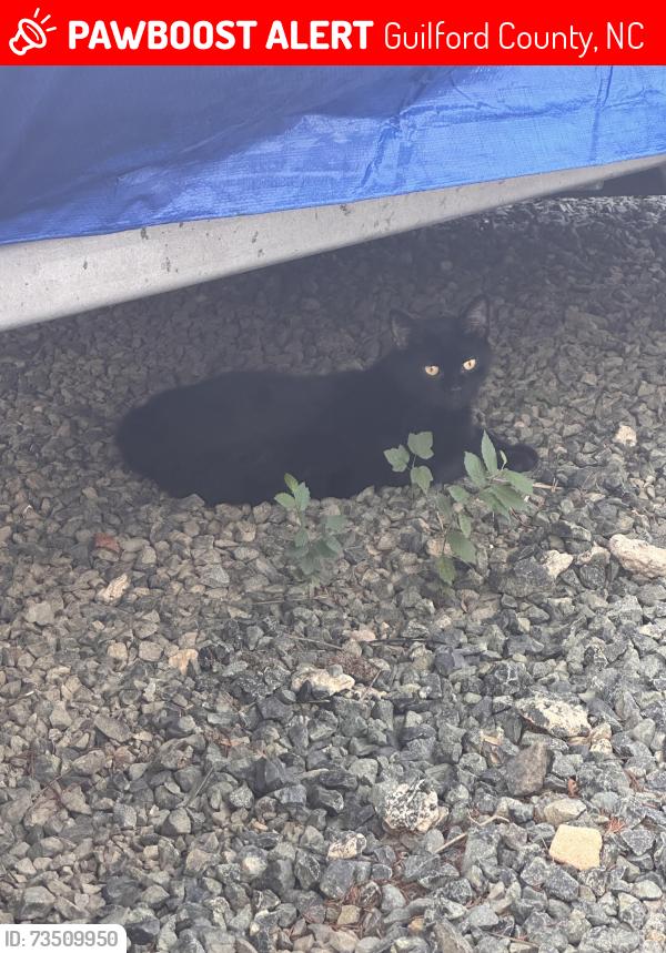 Lost Male Cat last seen Friedens Church Rd., Guilford County, NC 27249