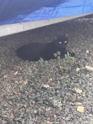 Lost Male Cat last seen Friedens Church Rd., Guilford County, NC 27249