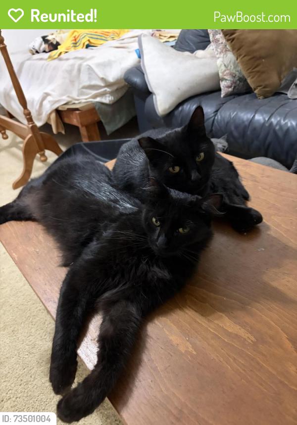 Reunited Female Cat last seen Near Monterey ave chino hills, Chino Hills, CA 91709