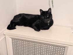 Reunited Male Cat last seen Norwood and Glenwood in the Alley between norwood and glenlake, Chicago, IL 60660