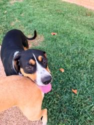 Reunited Male Dog last seen Highland Meadows Colleyville, Colleyville, TX 76034