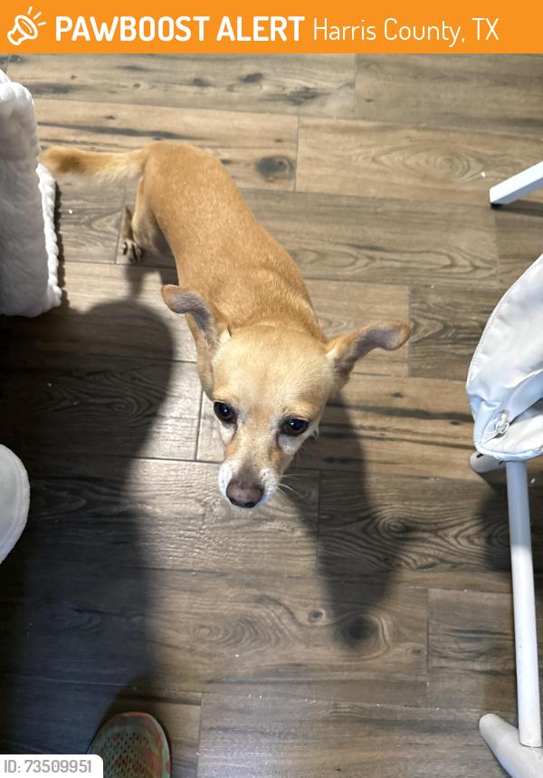 Found/Stray Male Dog last seen Travis hse Lane & Repiton Way, Harris County, TX 77493