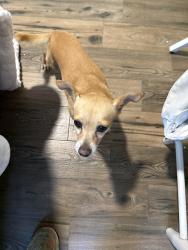 Found/Stray Male Dog last seen Travis hse Lane & Repiton Way, Harris County, TX 77493