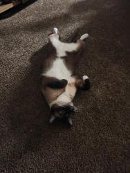 Lost Male Cat last seen Thomas and Jackson st, Fresno, CA 93702