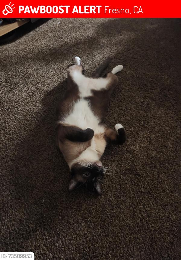 Lost Male Cat last seen Thomas and Jackson st, Fresno, CA 93702