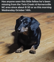 Lost Male Dog last seen Bunker Hill, Kernersville, NC 27284