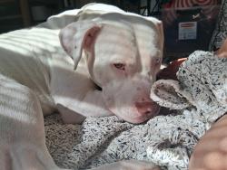 Reunited Male Dog last seen Neighbor hood health clinic on 8st, Yakima, WA 98901