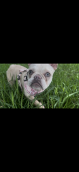 Lost Female Dog last seen Near Crystal terrace, Hillside, NJ 07205