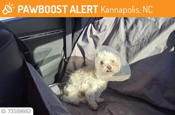 Found/Stray Female Dog last seen West A Grill, Kannapolis, NC 28081