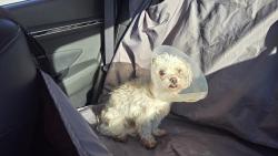 Found/Stray Female Dog last seen West A Grill, Kannapolis, NC 28081