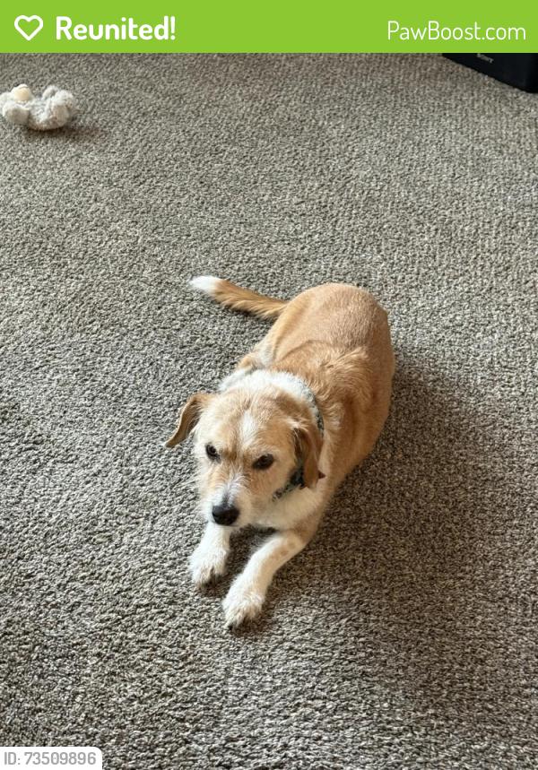 Reunited Female Dog last seen North Racing Water Way & Olympic Park Drive, Eagle, ID 83616