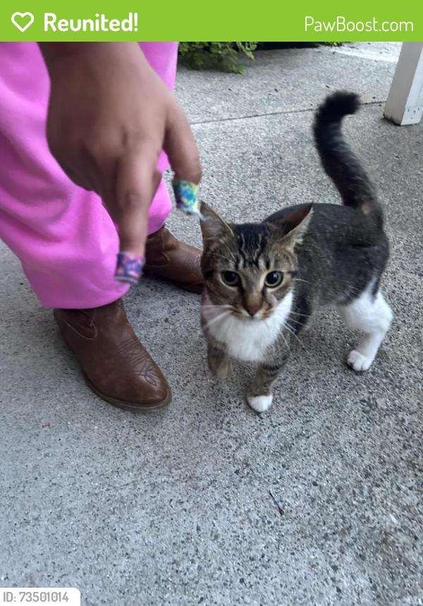 Reunited Unknown Cat last seen Kings Beach Towers, backside near Superior Street, Lynn, MA 01902