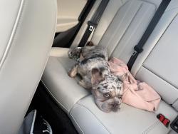 Lost Female Dog last seen Dixie and Gregory. Across the street from trader joes, West Palm Beach, FL 33405