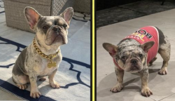 Lost Female Dog last seen Johnson Street & North 41st Avenue, Hollywood, FL, USA, Hollywood, FL 33021