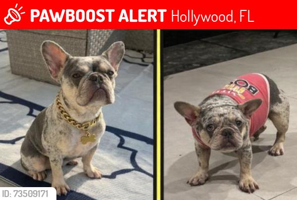 Lost Female Dog last seen Johnson Street & North 41st Avenue, Hollywood, FL, USA, Hollywood, FL 33021