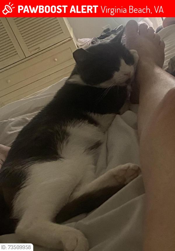 Lost Male Cat last seen Near cobblestone de, Va beach 23452, Virginia Beach, VA 23452