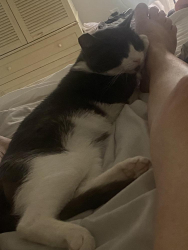Lost Male Cat last seen Near cobblestone de, Va beach 23452, Virginia Beach, VA 23452