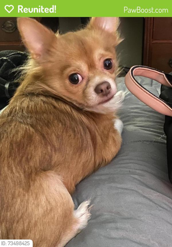 Reunited Male Dog last seen Plantations at Haywood near Haywood Rd and Transit, Greenville, SC 29607