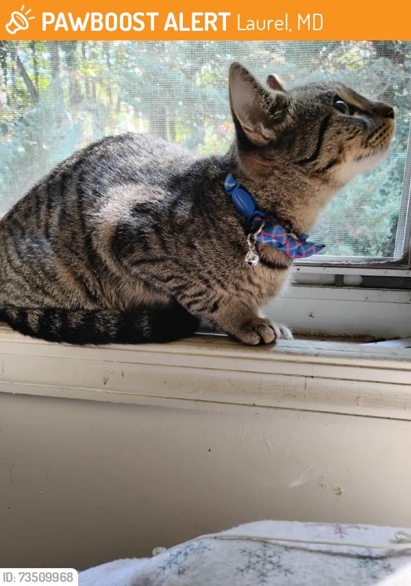Found/Stray Female Cat last seen Cherry Lane and Laurel - Bowie Rd, Laurel, MD 20708