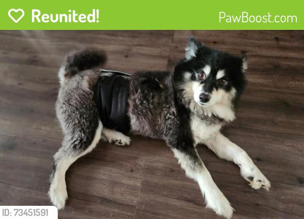 Reunited Male Dog last seen Solandra Cir W, Jacksonville, FL 32210