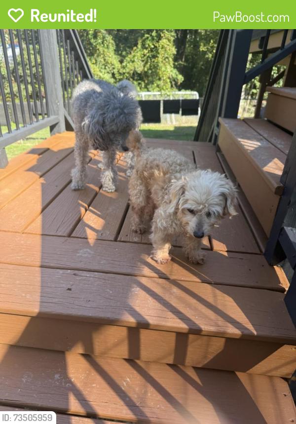 Reunited Male Dog last seen Liberty Rd. and Blackmore in Greensboro, Greensboro, NC 27406