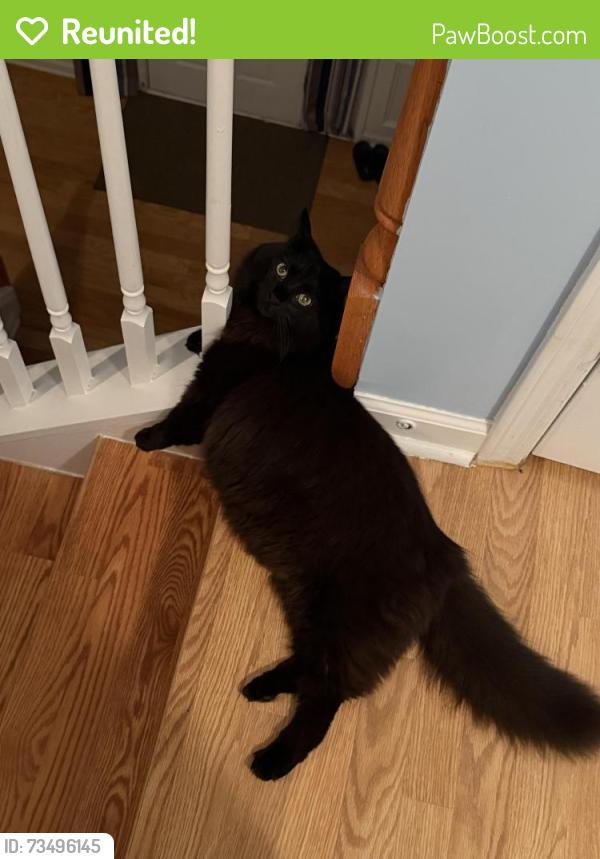 Reunited Male Cat last seen Langford cross, Norcross, GA 30071