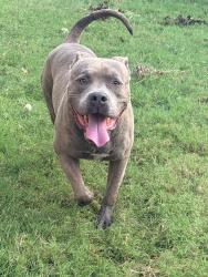 Found/Stray Male Dog last seen Near Denton Natatorium & Waterpark, Denton, TX 76207