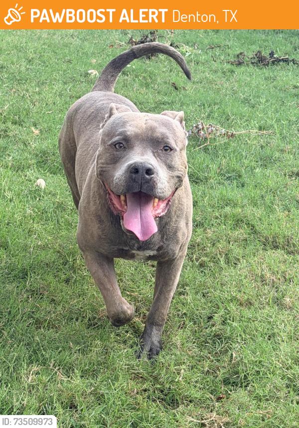 Found/Stray Male Dog last seen Near Denton Natatorium & Waterpark, Denton, TX 76207
