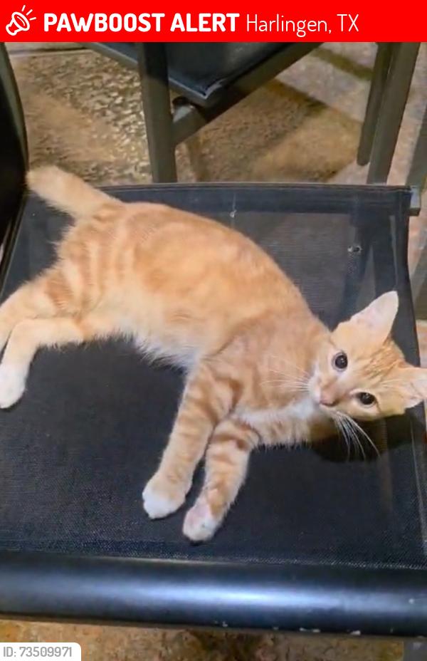 Lost Male Cat last seen Hangs around the Residence Inn and Bass Pro Shops, Harlingen, TX 78552